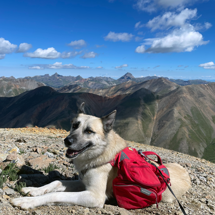 A Pawsome Adventure in the San Juans