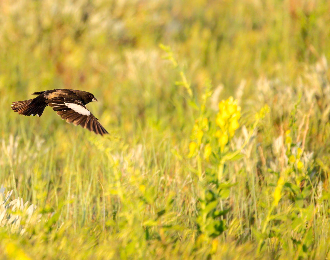 Raven about birding!